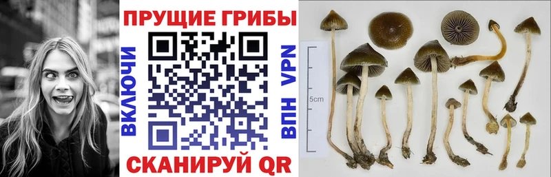 Галлюциногенные грибы GOLDEN TEACHER  Шахунья 